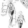 female body reference