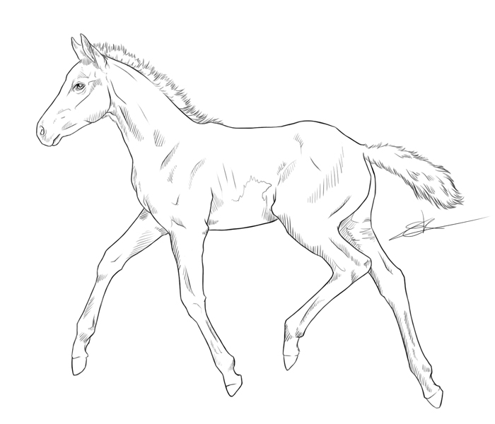 Foal