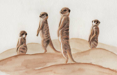 Curious Meerkats