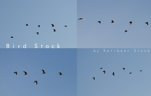 Flying Bird Pack Stock