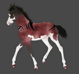 N2133 Foal Design for The-Ringo-Zebra