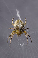 Cross spider