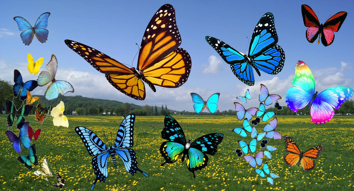 Field of Butterlies campestre.al.gov.br