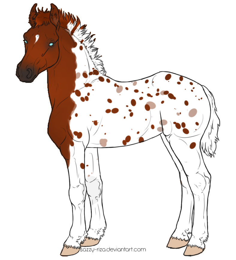 Foal Design