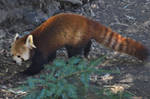 Red Panda by Sabreleopard