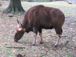 Gaur, de Sabreleopard