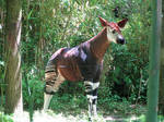 Okapi by Sabreleopard