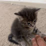 My kitten i am getting Named Gracie 