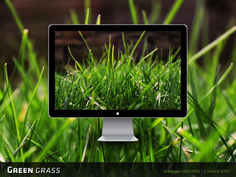 Green Grass Wallpaper