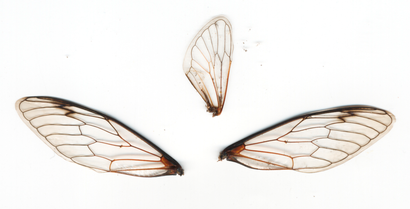 Строение крыльев цикады. Крылышки насекомых. Формы крыльев насекомых. Крылья насекомых анатомия.