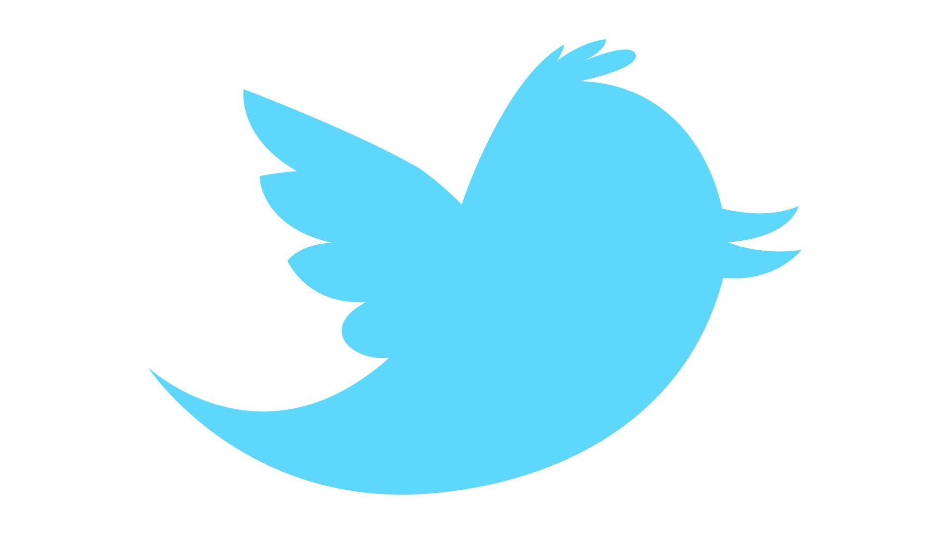 new twitter bird vector