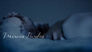 A Shroud of Silence