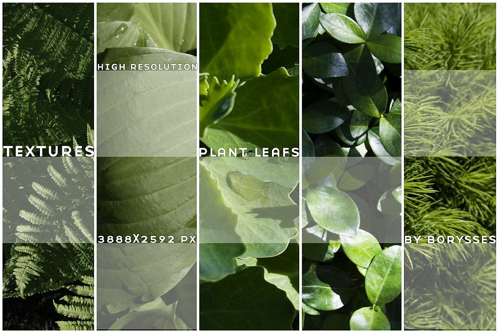 High res plants textures