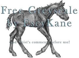 Free Greyscale foal