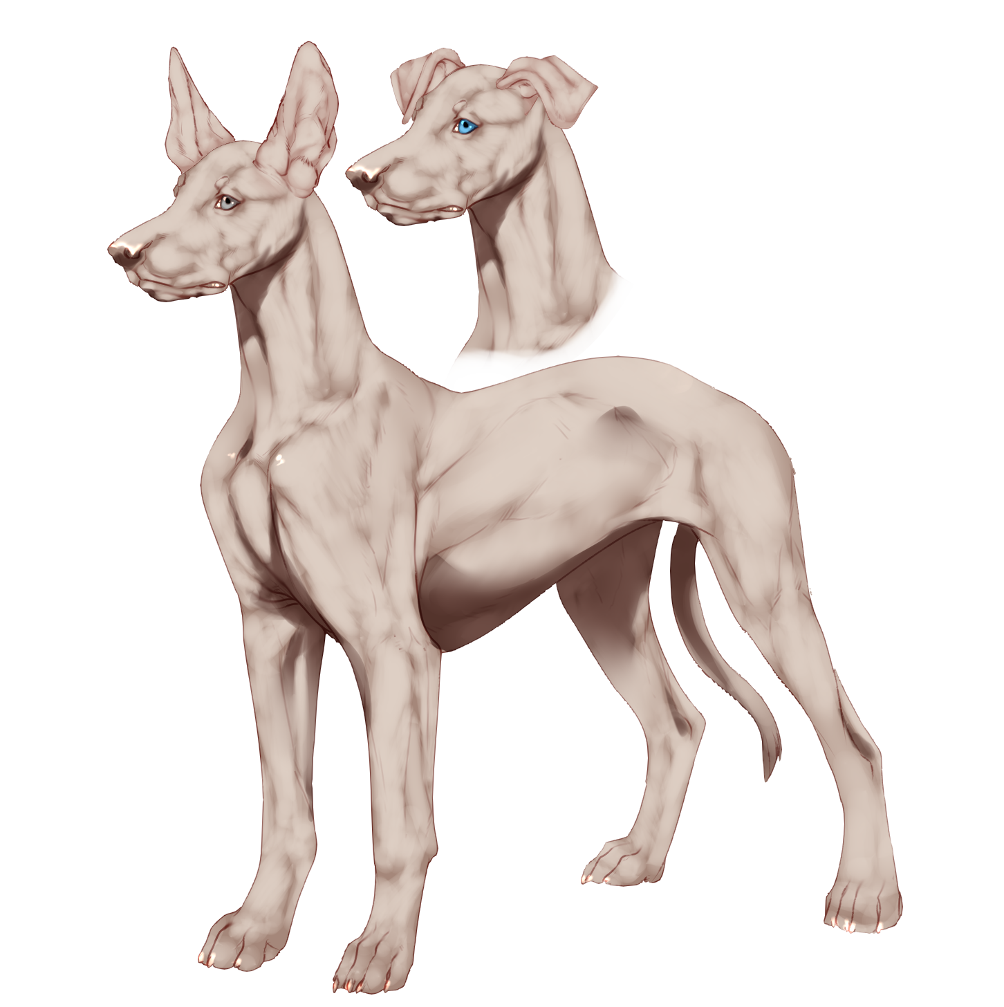 FTU Sighthound Puppy Base by SleepyNaomii on DeviantArt