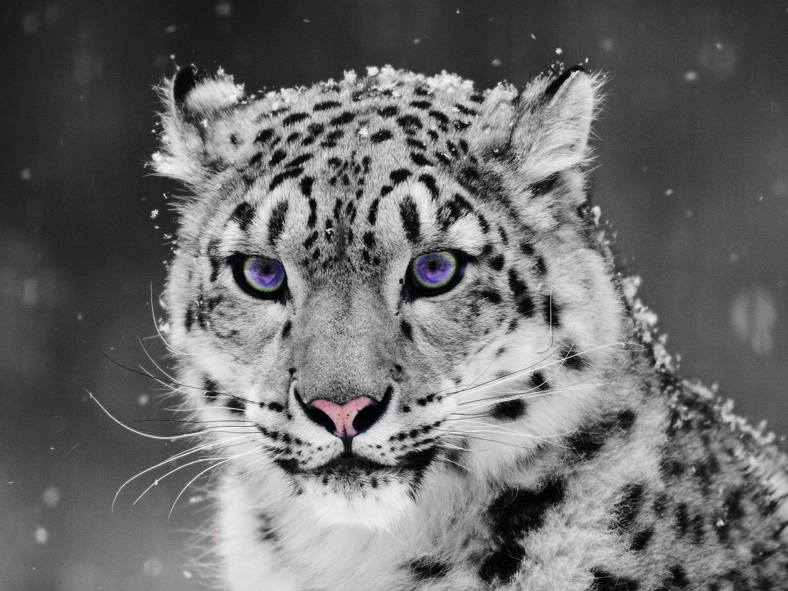 Snow Leopard- ColorEyezed