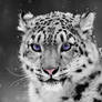 Snow Leopard- ColorEyezed