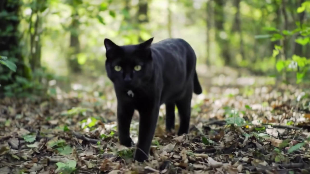 [VIDEO]A black cat by DEVIAIBOX on DeviantArt