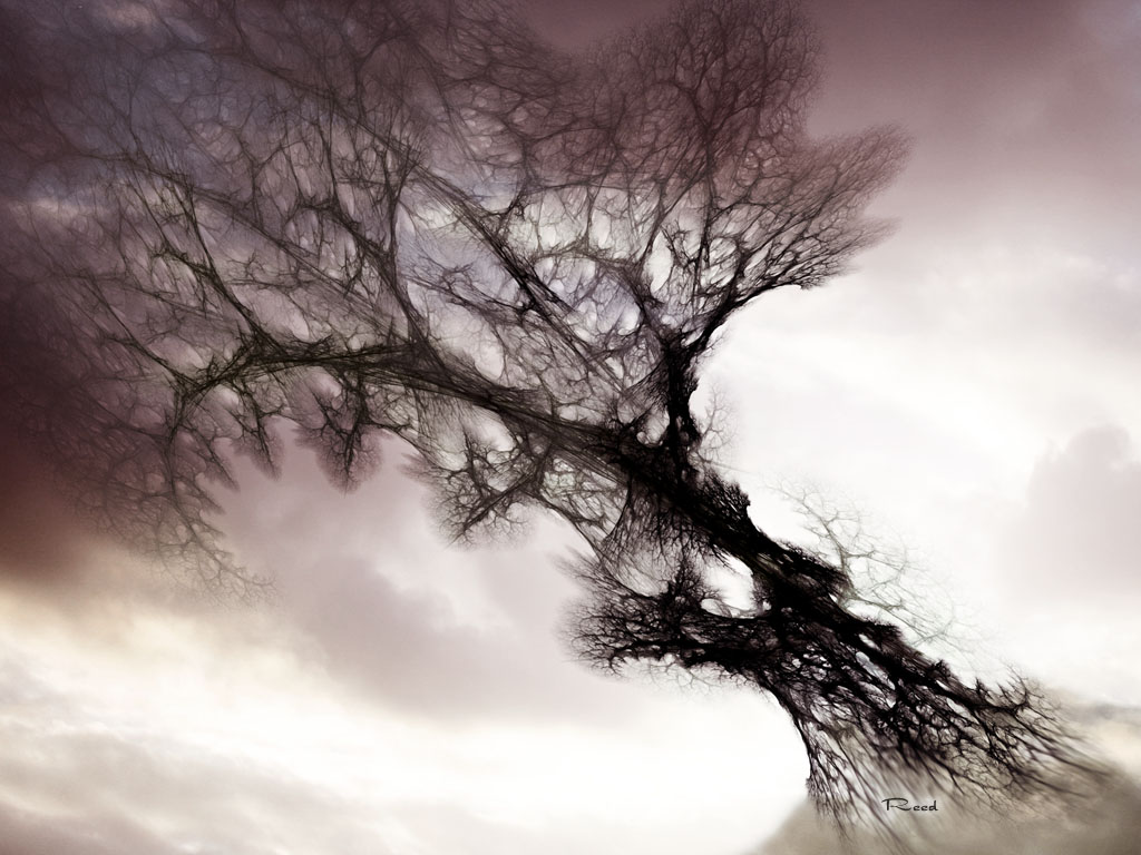 Mystical Tree