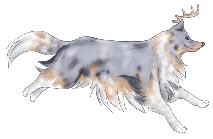 Merle collie contest entry