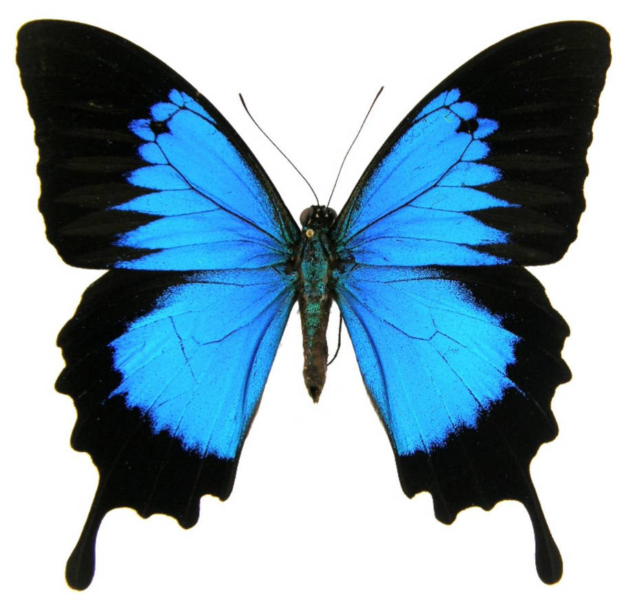 Черно синяя бабочка. Голубой Махаон бабочка. Бабочка парусник Улисс. Morpho peleides бабочка. Крылья бабочки.