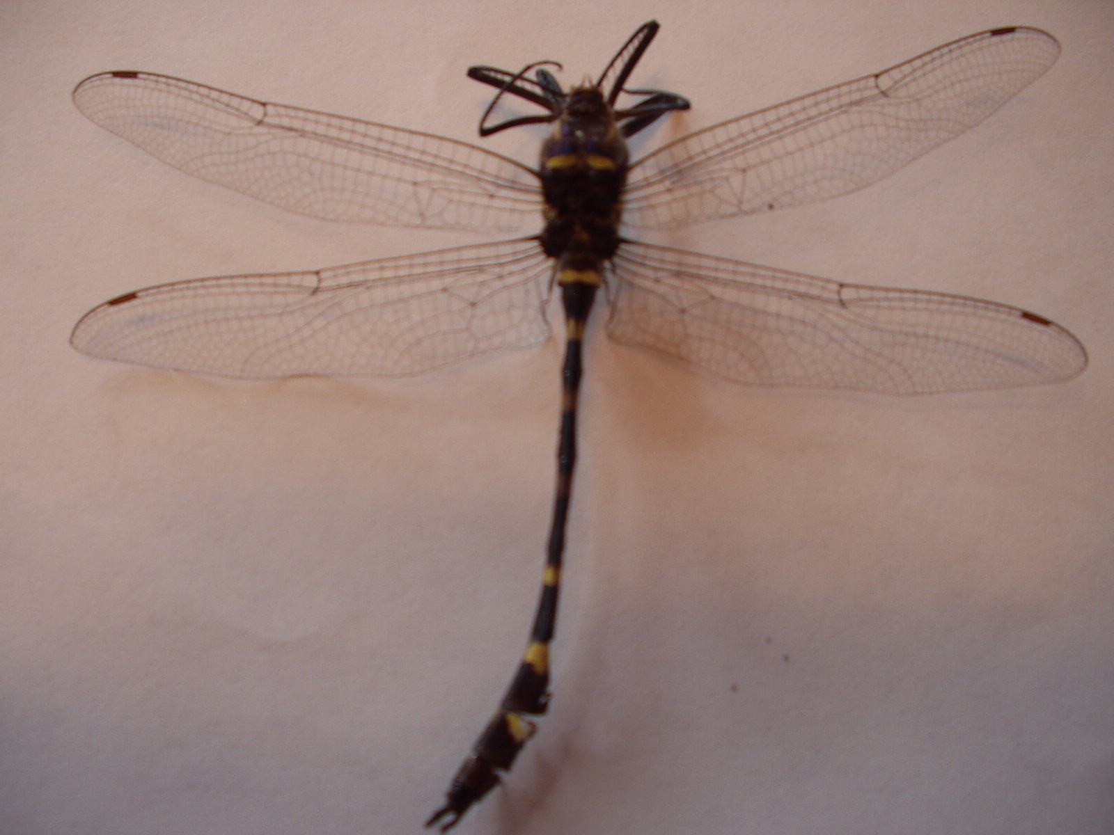 Dead Dragonfly photos