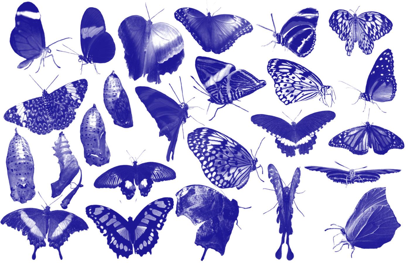 25 butterfly Photoshop brush