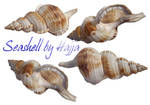 seashell Stock