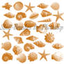 shell-brushes