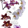 4 orchids