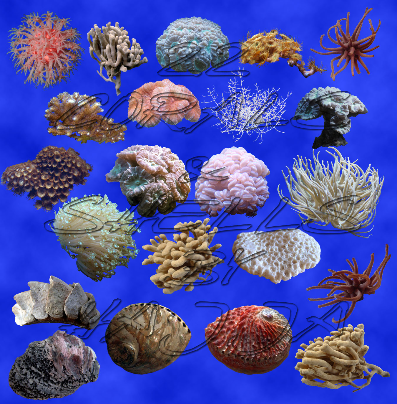 22 corals + shells stock