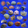 22 corals + shells stock