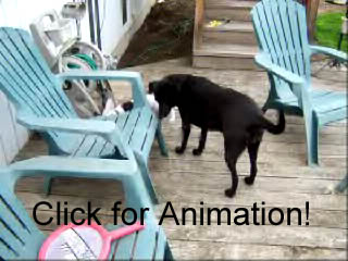 Rotoscoping: Maggie, Fetch