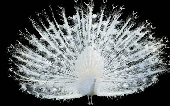 White Peacock.png