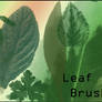 Leaf Brushes