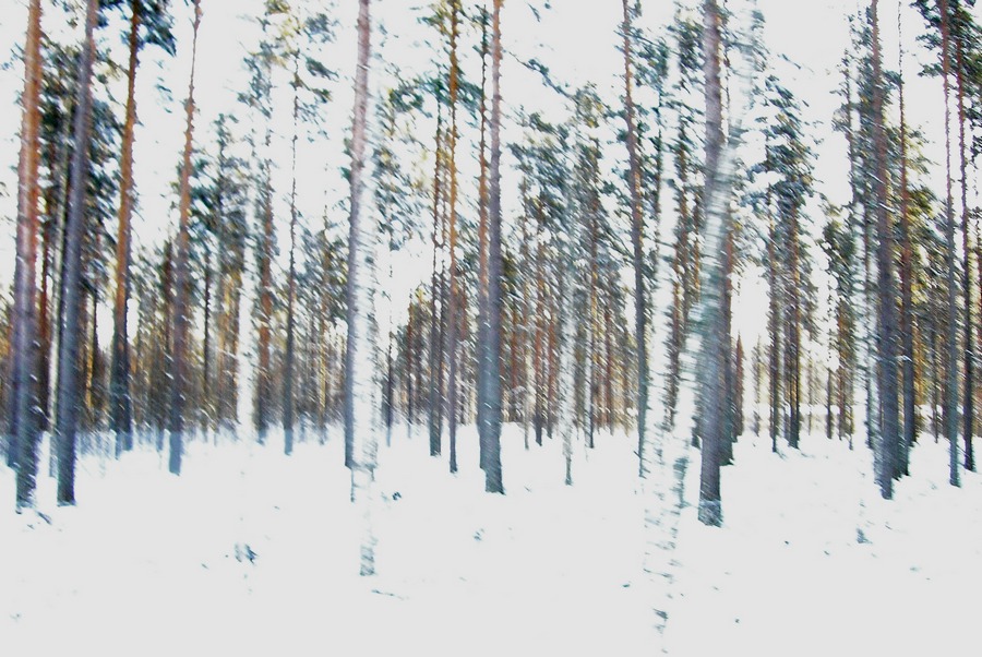 Pine Trees Wallpaper By Dasbaer On Deviantart