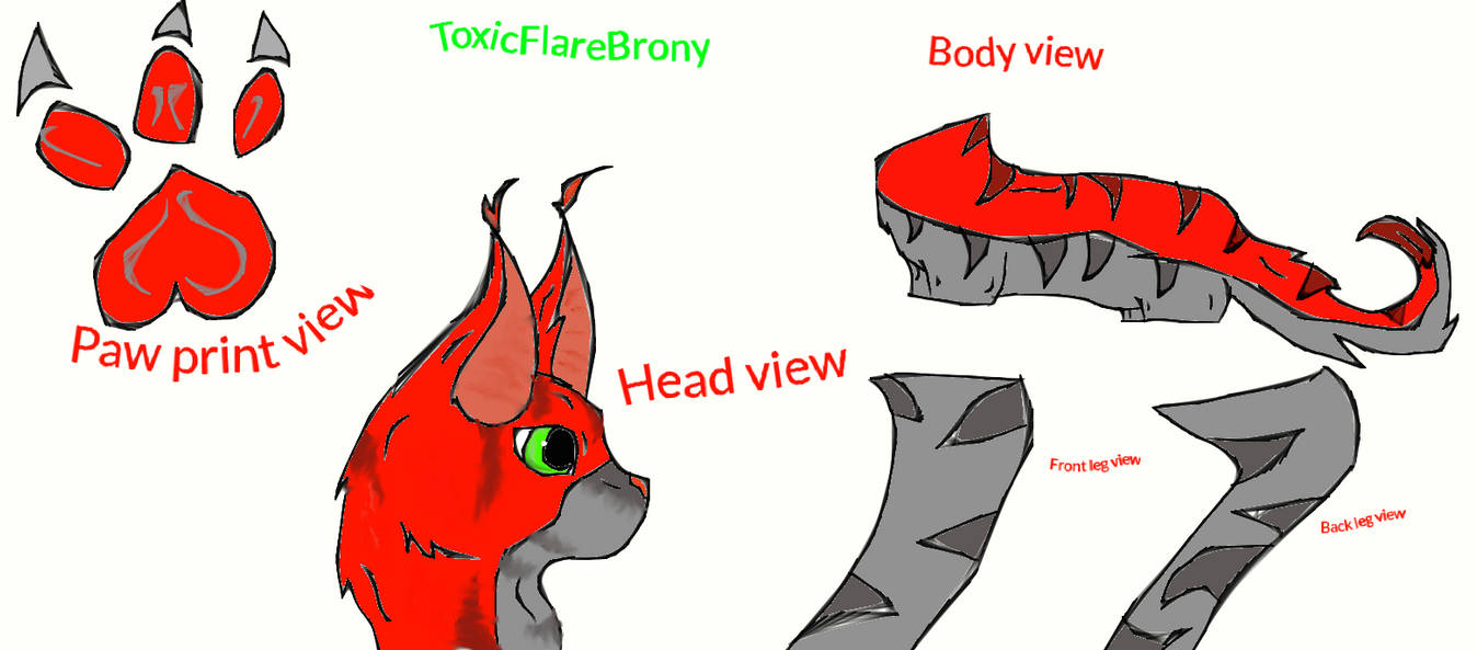 MAINE COON ADOPTABLE intelligence overview