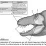 Refuting the croc-faced Tyrannosaurid model