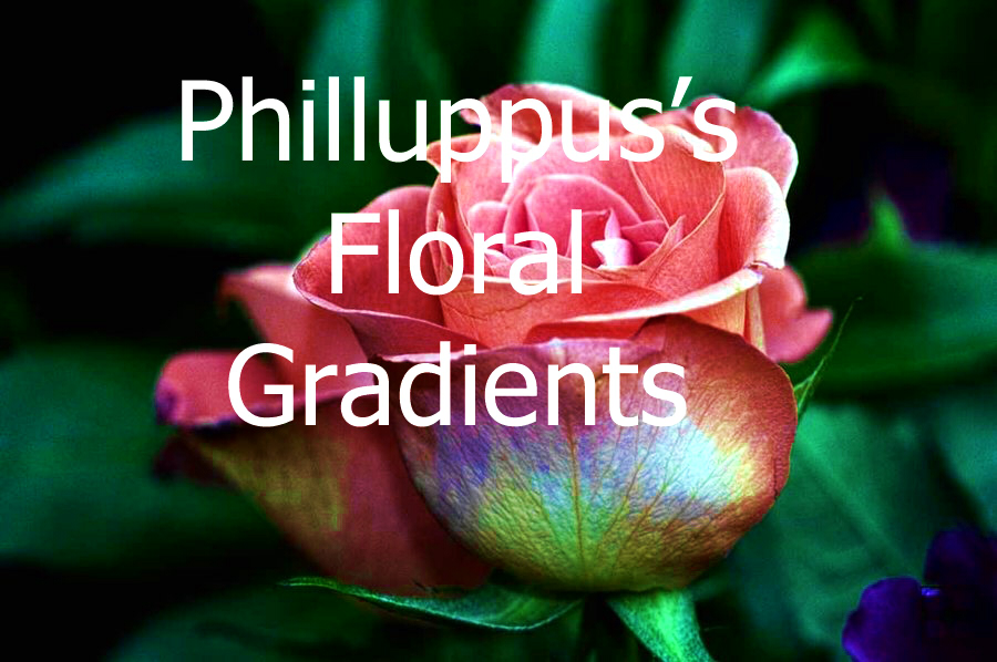 Phillupus Floral Gradients