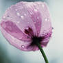 Poppy 2