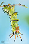Hickory horned devil - Citheronia regalis by ColinHuttonPhoto