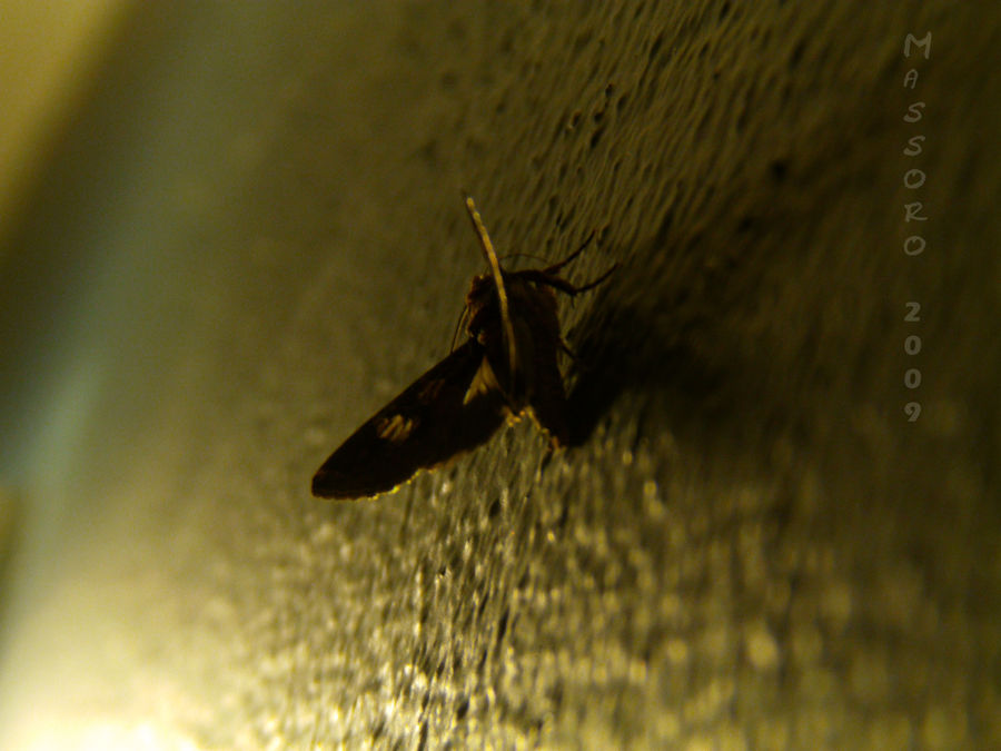 Moth In My Room By Massoro On Deviantart