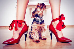 The Dog Knows by zlty-dodo