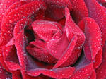 rainy rose by wolkentanzer