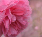 sad rose by wolkentanzer