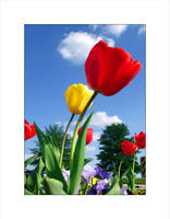 Cups of Spring by chinesestunna