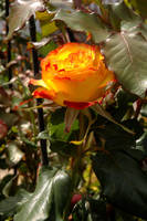 Red and Orange Summer by RayeAlvi