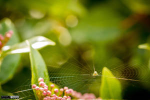 Spider on web by lepixtolero Spider on web by lepixtolero