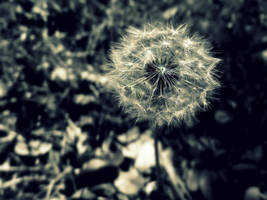 Spring is here by kacibizarre