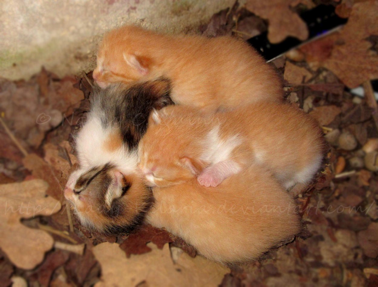 Kitten Pile by Lady-Kelaria